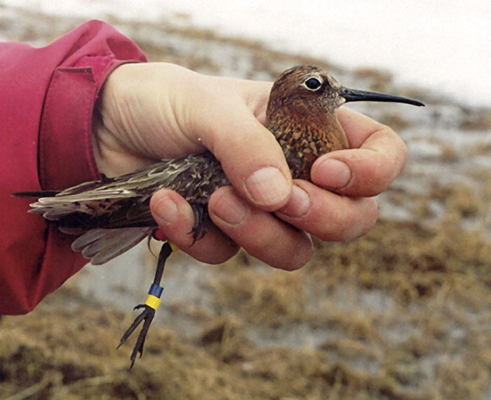 фото с сайта http://ringcenter.ru/