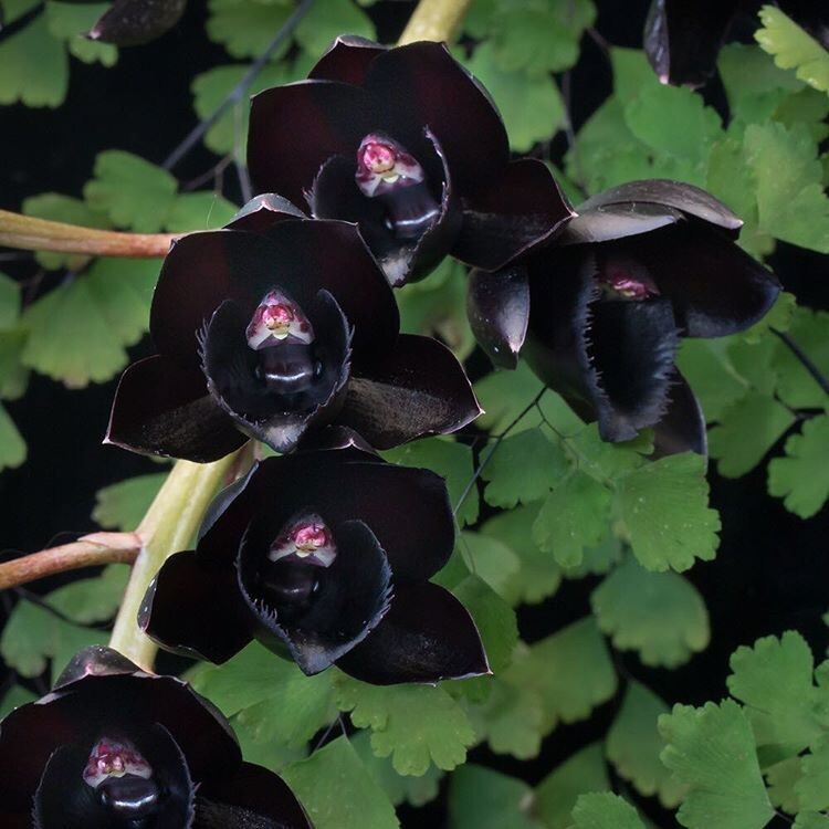 Чёрная орхидея — красота, скрытая в тенях тропического леса.