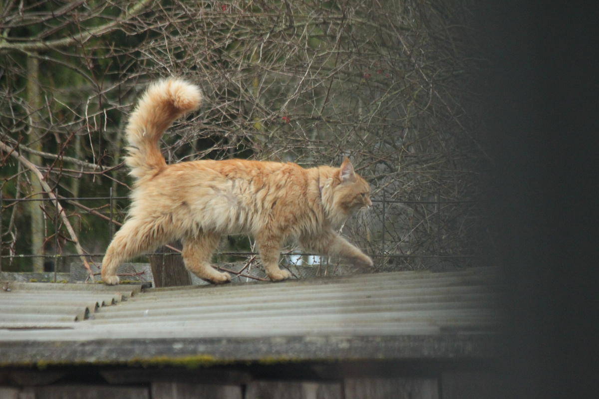 Это кот прошлой весной, пока ещё не до конца лысый. Позже у него даже хвост облез (( Фото автора