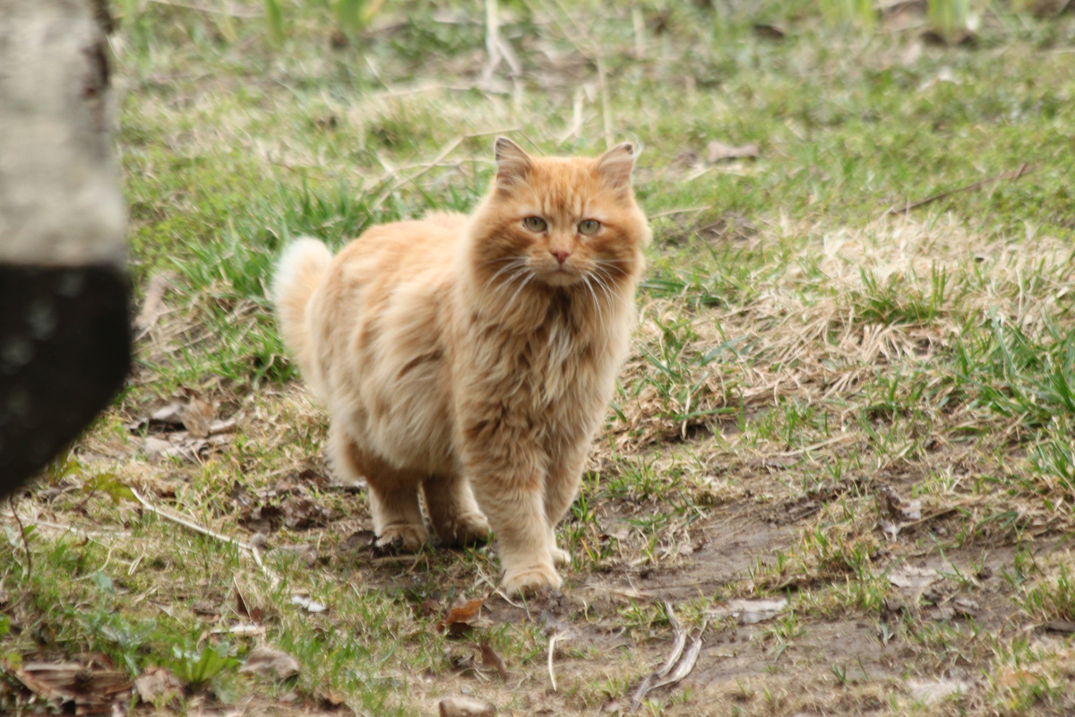 Урфин вчера днём. Фото автора