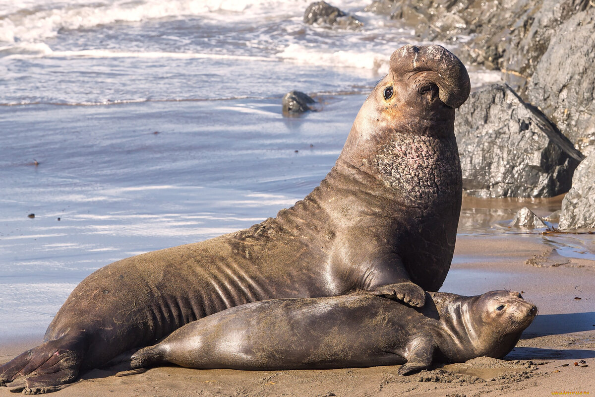 Победитель брачных боёв и обладатель самого большого гарема среди ластоногих.
