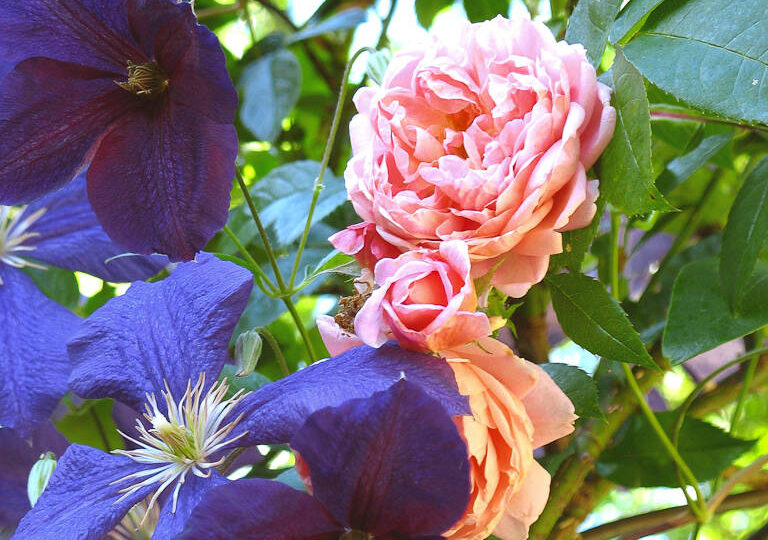 Клематисы с характером: как приручить вторую группу обрезки