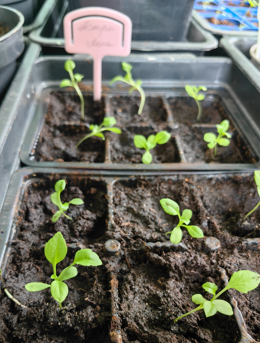 Астры. Пытаются сбежать.