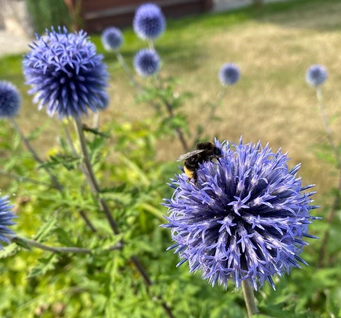 Мордовник, фото автора