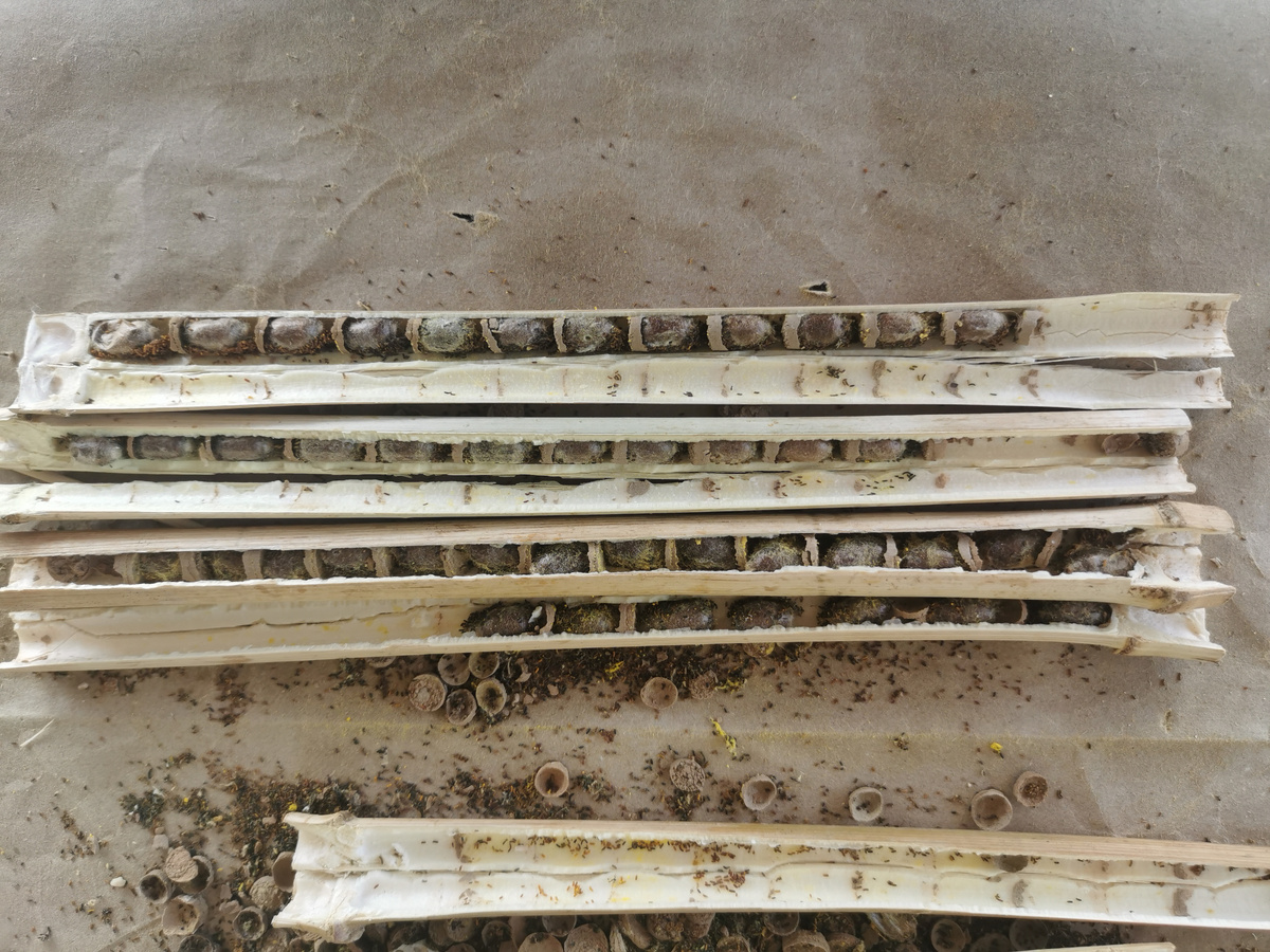 Коконы осмий в трубочках осенью после окукливания