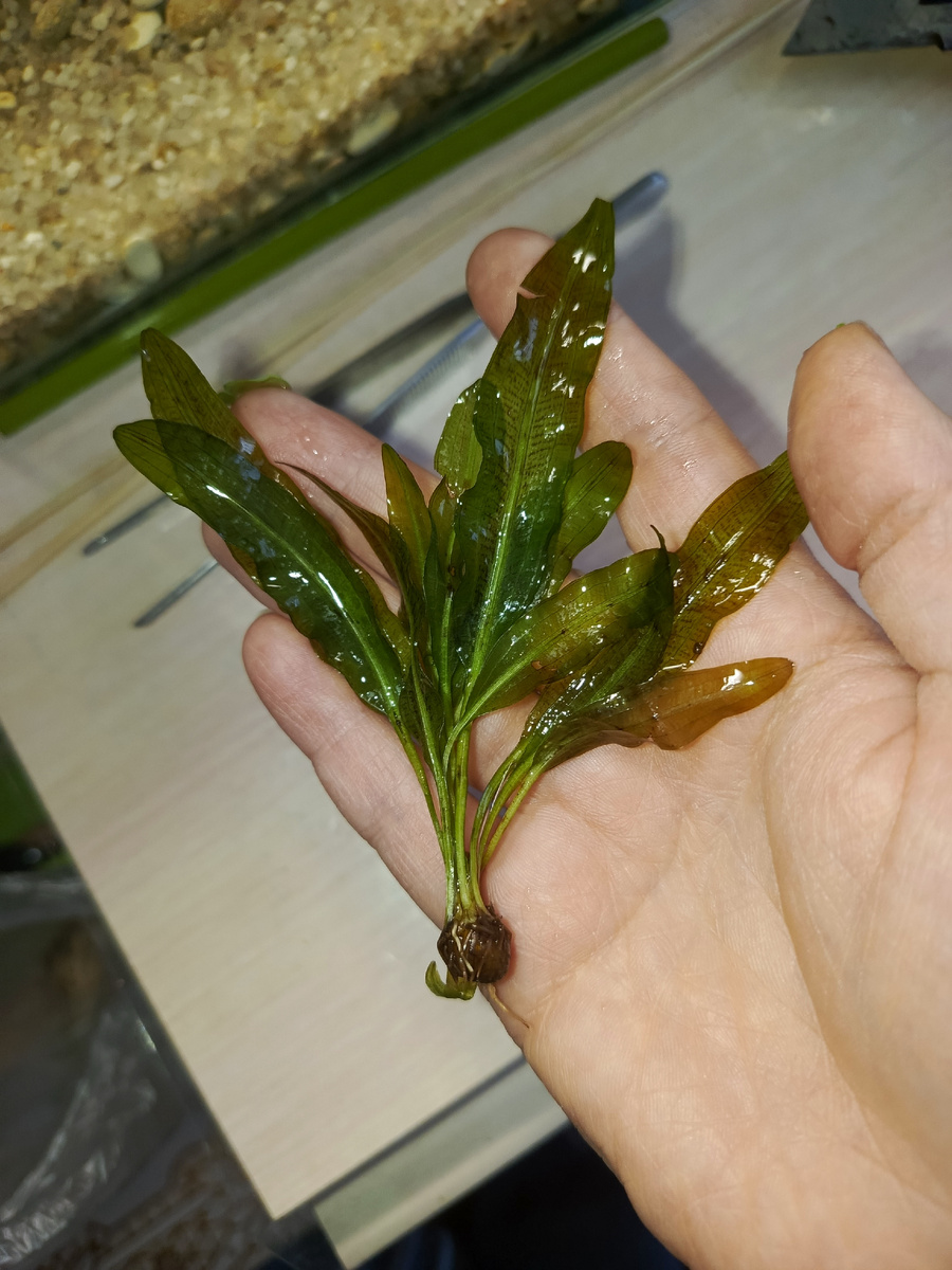 Апоногетон