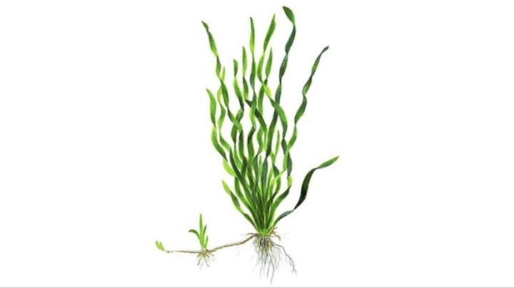 Валлиснерия спиральная. Фото из интернета