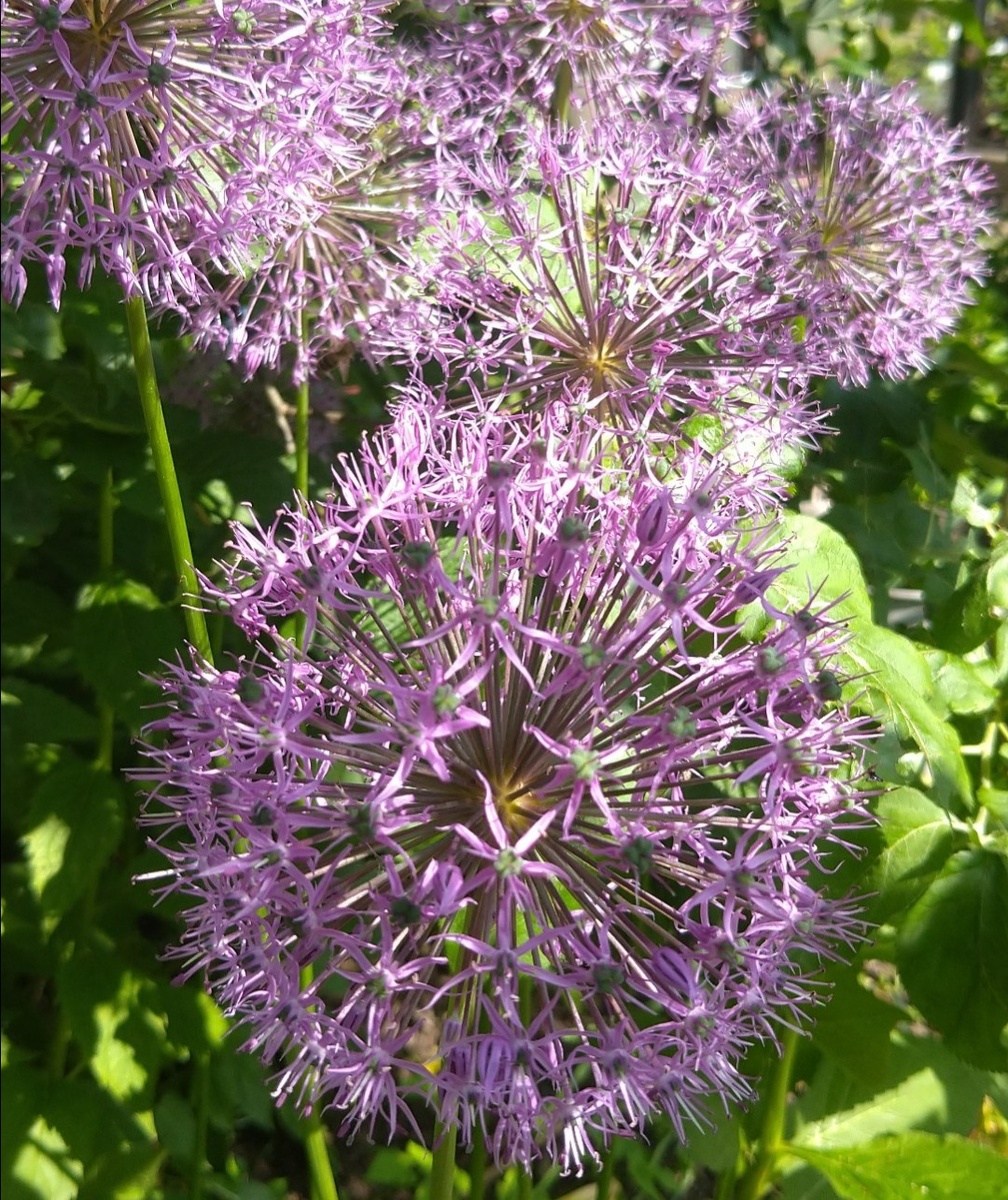 Салют из лука, садово-огородный! 