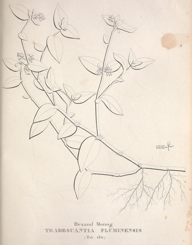 Рисунок Tradescantia fluminensis 1825 г. Жозе Мариану да Консейсан Велозу – бразильский ботаник. Фото открытых источников.