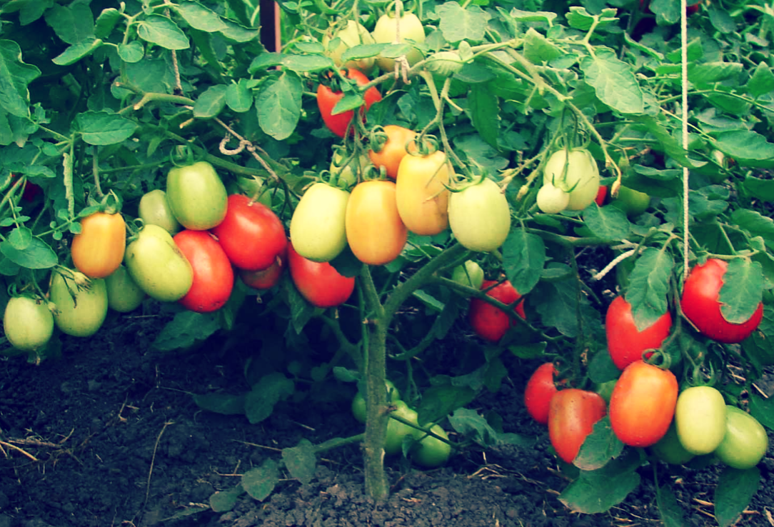 Правильный полив, своевременная обрезка