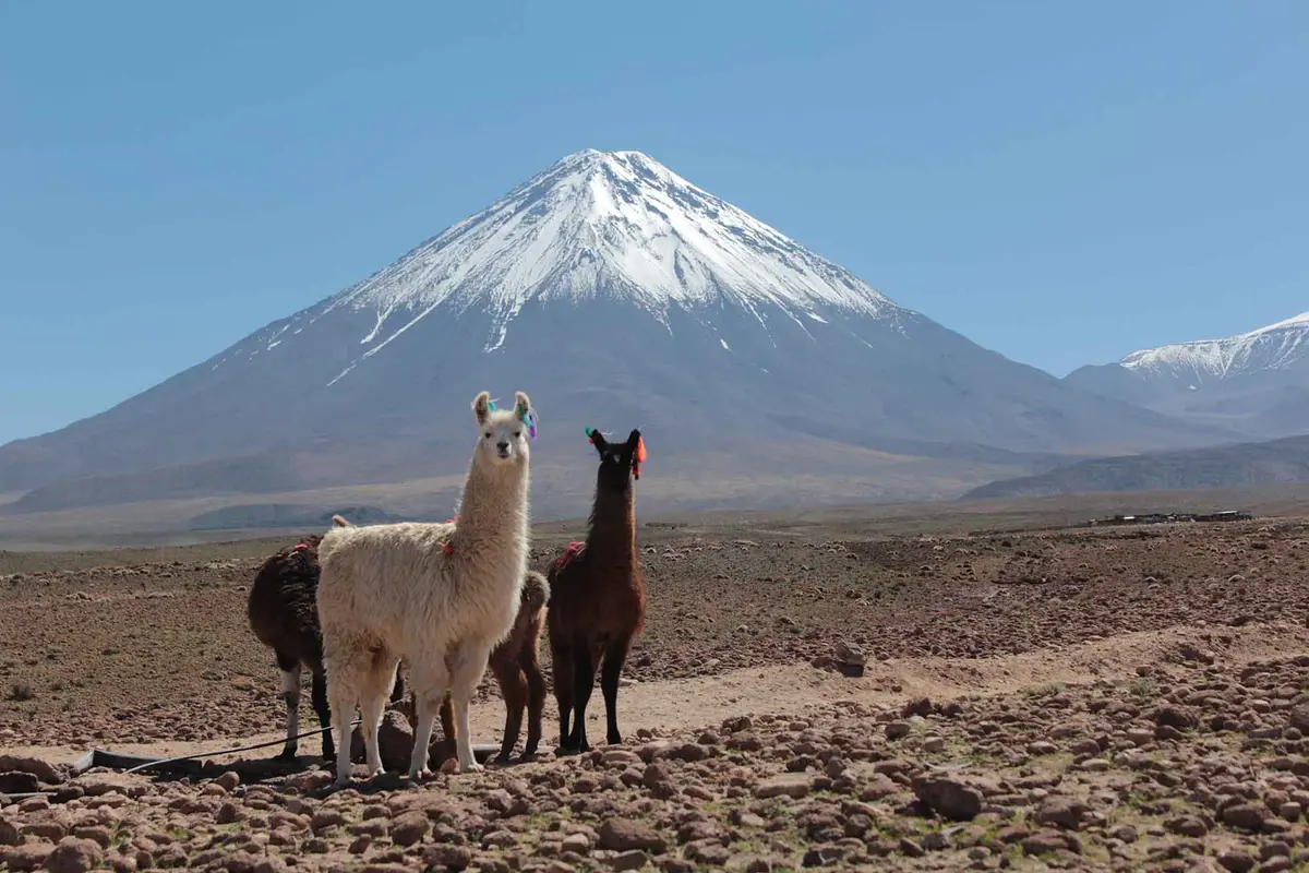 Альпаки в пустыне Атакама в Чили. Carolpauferro/Shutterstock.