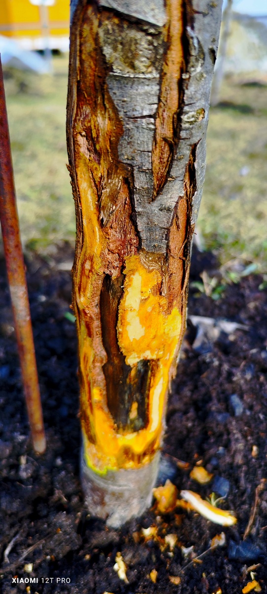 Повреждения на стволе.