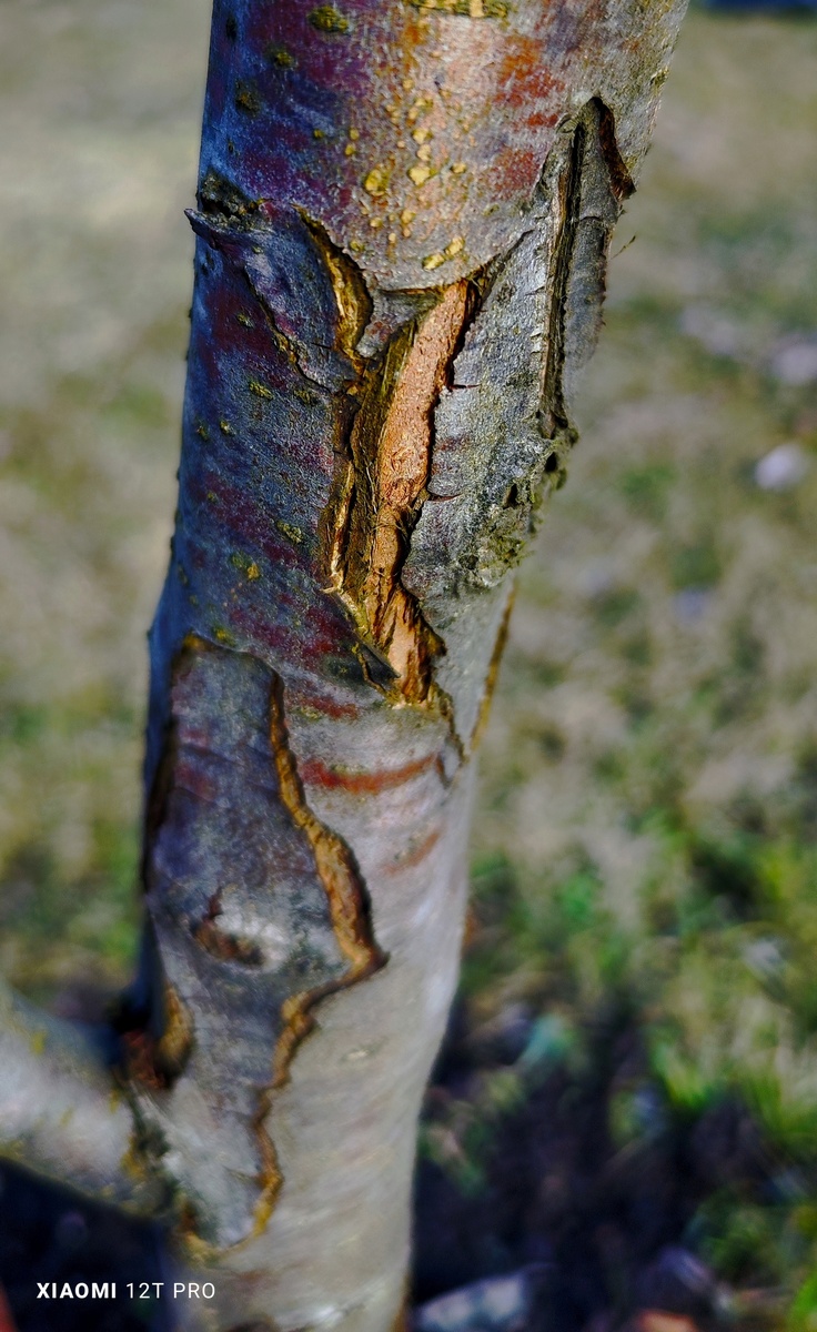 Разрывы коры со всех сторон.