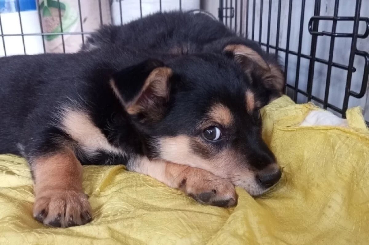    Чем обернутся самостоятельные похороны питомца, рассказали волгоградцам