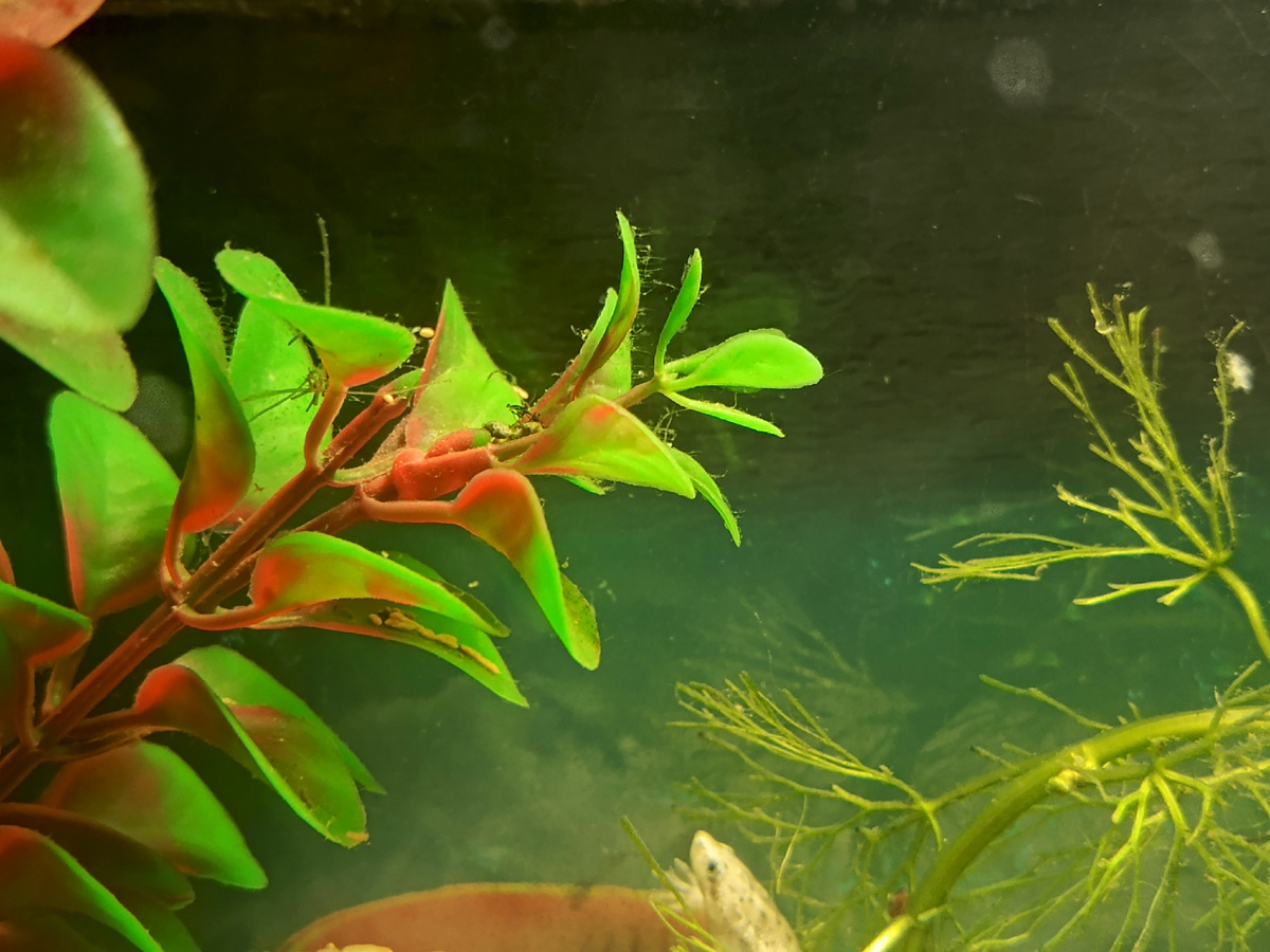 И пришли они - водоросли