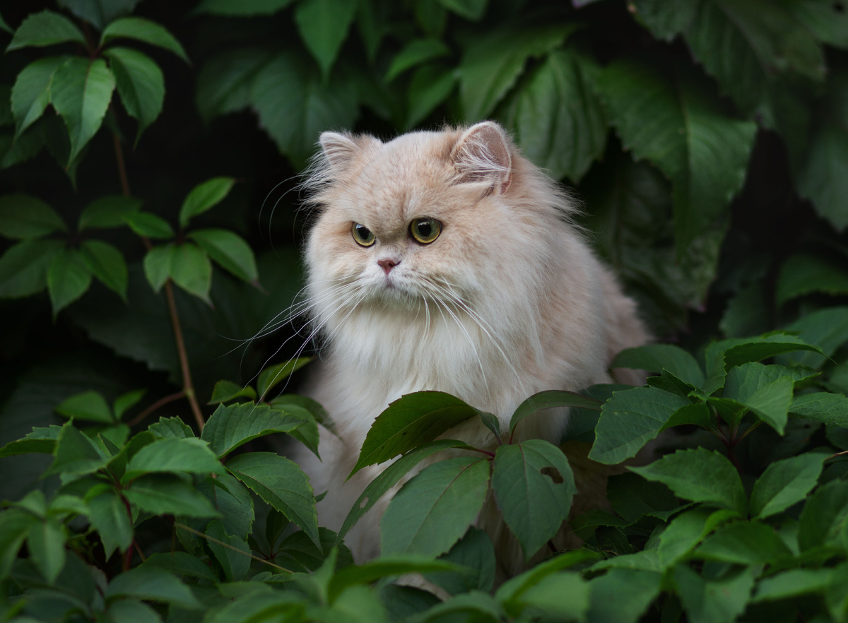 Кошки питомника Al Li MaN