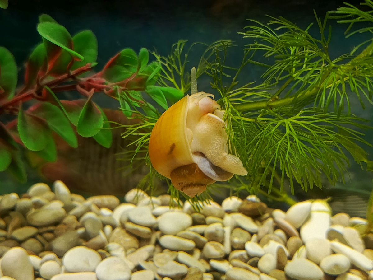 На этом фото хорошо виден тот самый плохой грунт