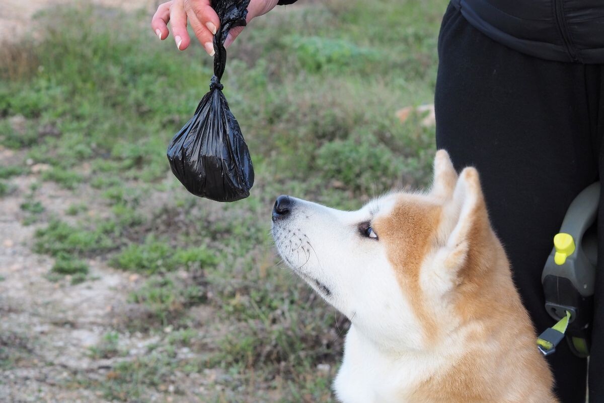 Хозяйка убирает за собакой отходы жизнедеятельности 