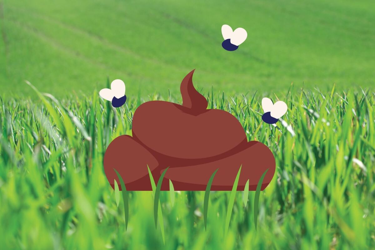 Собачьи экскременты