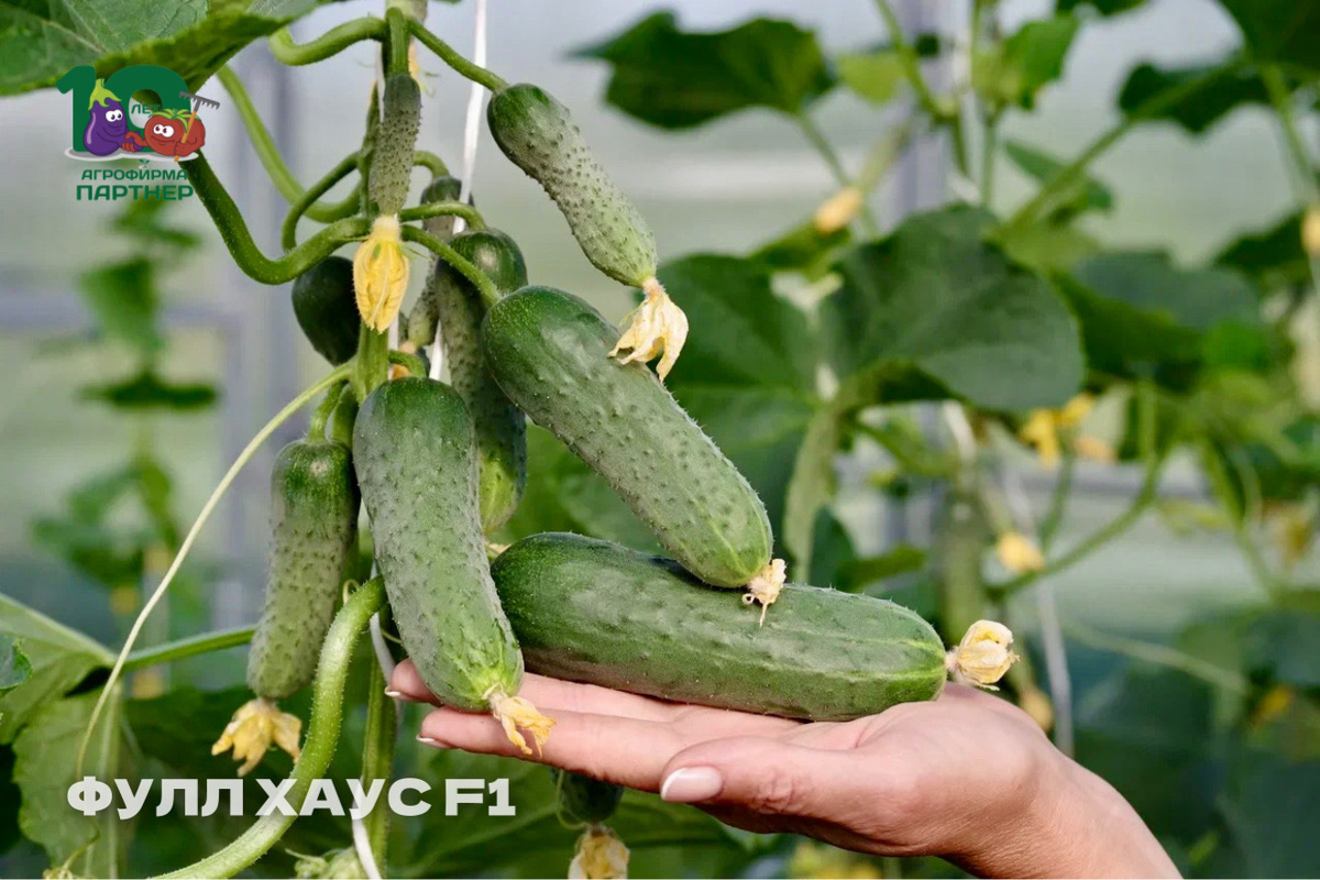 🥒 ФУЛЛ ХАУС F1
Раннеспелый, партенокарпический (не требует опыления), с женским типом цветения.
Плоды: 9–12 см, хрустящие, без пустот, идеальны для салатов и засолки.
