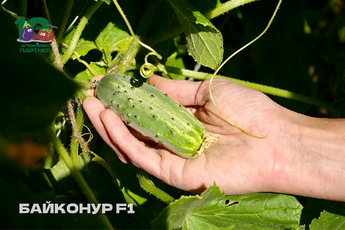 🥒 БАЙКОНУР F1
Среднеранний, пчелоопыляемый.
Плоды: 8–10 см, с черными шипами, отличного вкуса. Подходят для свежего потребления и заготовок.
