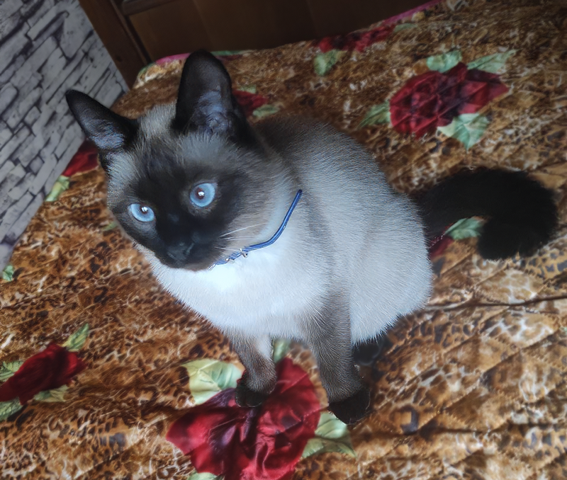 Никуся у бабушки