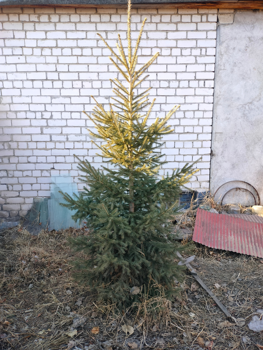 Фото автора. Наш задний двор. Пихточка