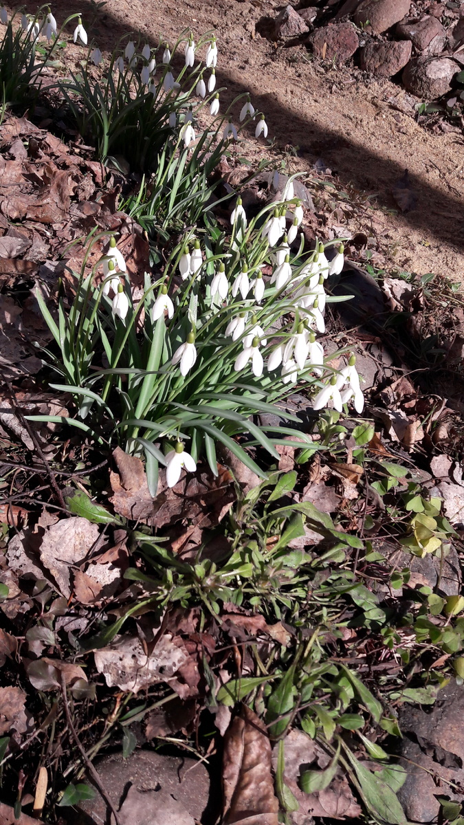 Подснежник «галантус» (Galanthus) в "Лесном садике". Фото атора