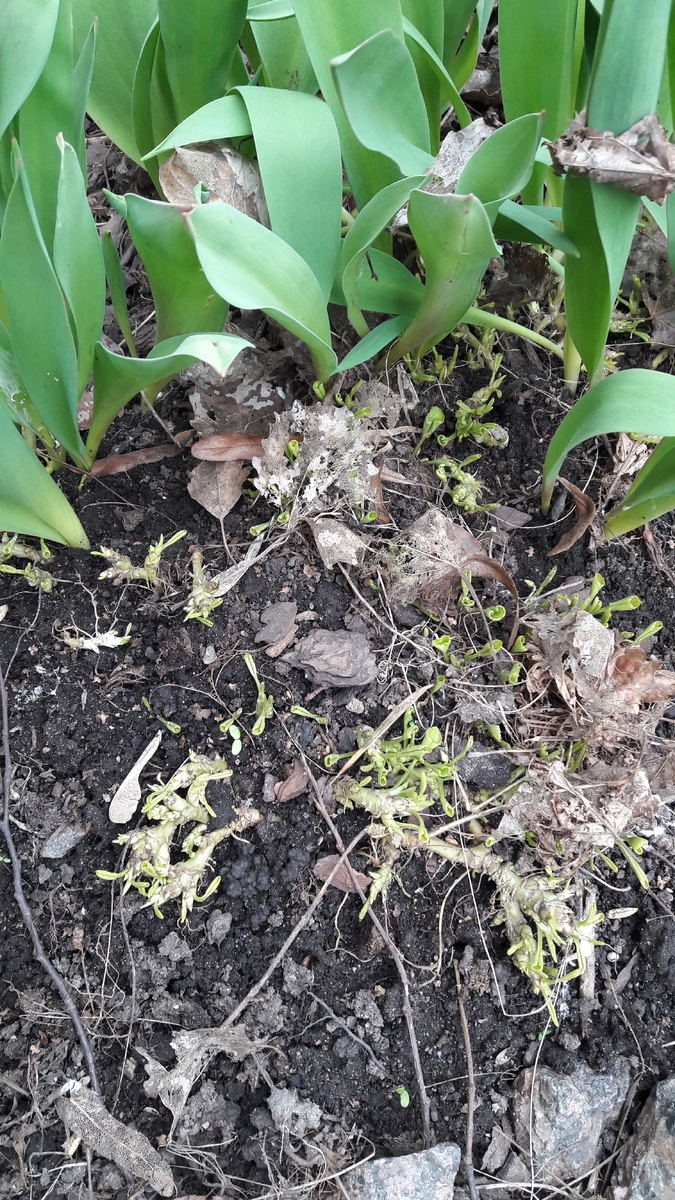 Тюльпаны и проснувшаяся фиалка сестринская "Фреклес"