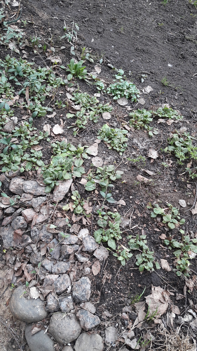 Примула Юлии