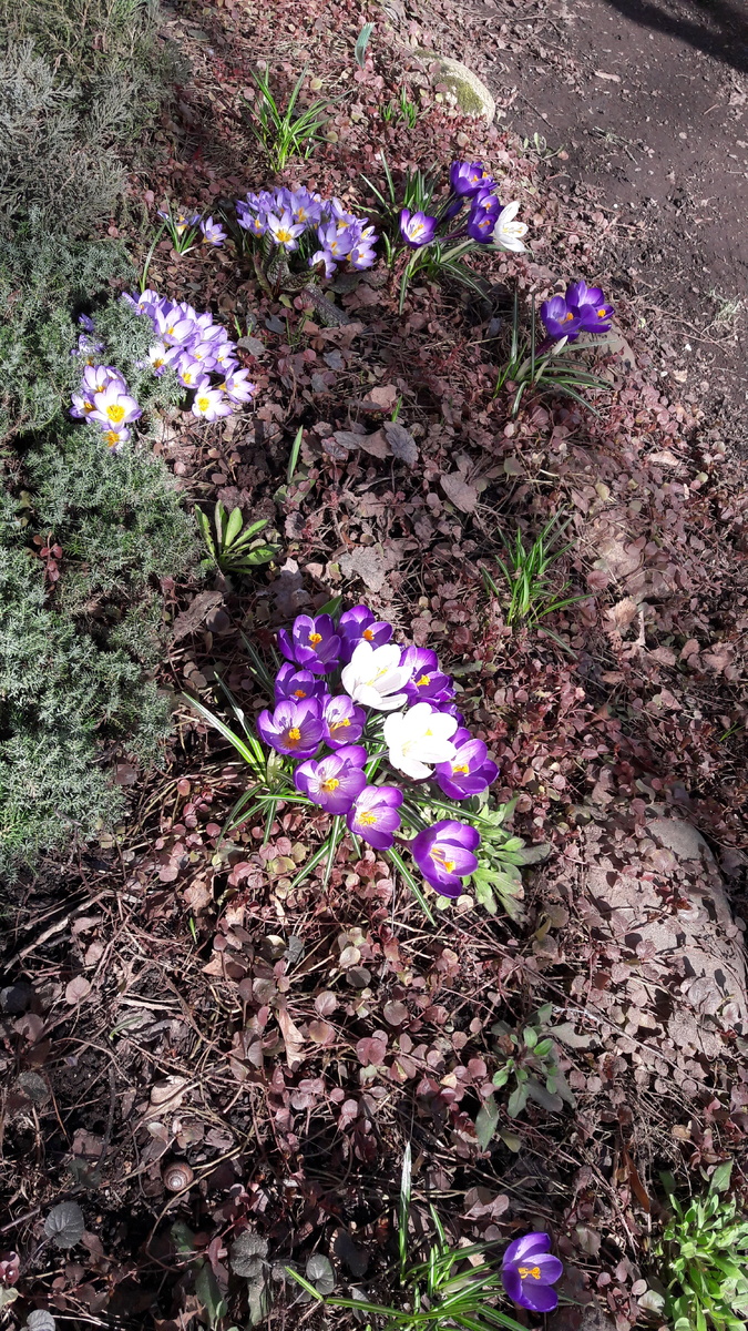 Крокусы "Флауэр рекорд", ""Жанна д Арк" и золотистый "Эдванс". Фото автора