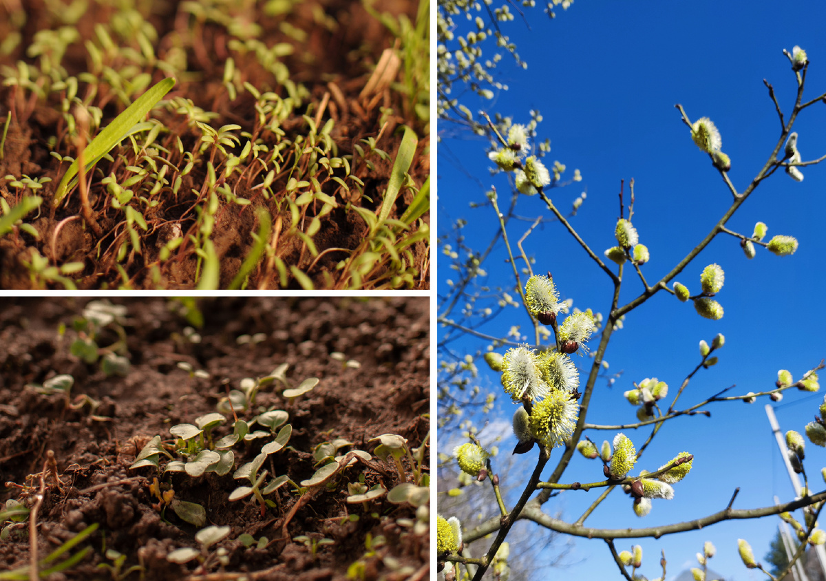 Личное фото: салат, редиска и верба. За кадром остались ещё шпинат, руккола и цинии