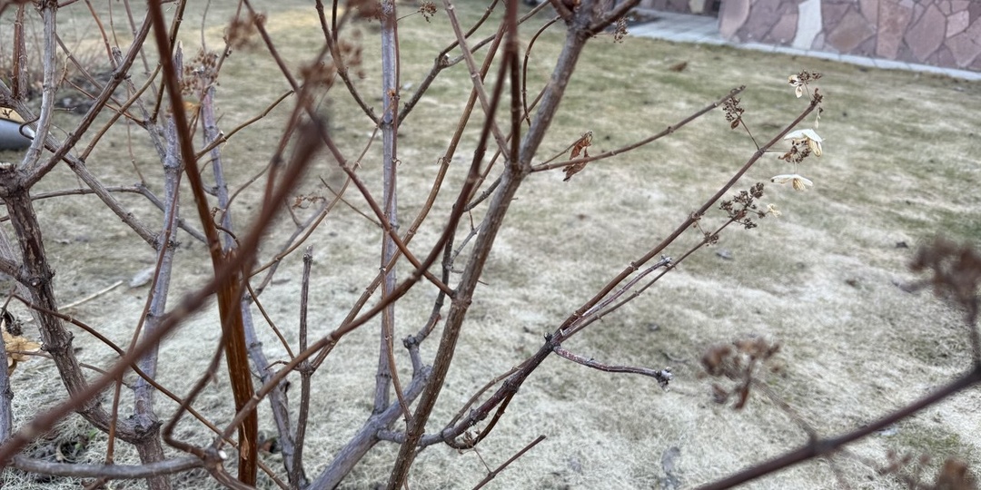 Когда сажать гортензии весной и как сохранить до посадки