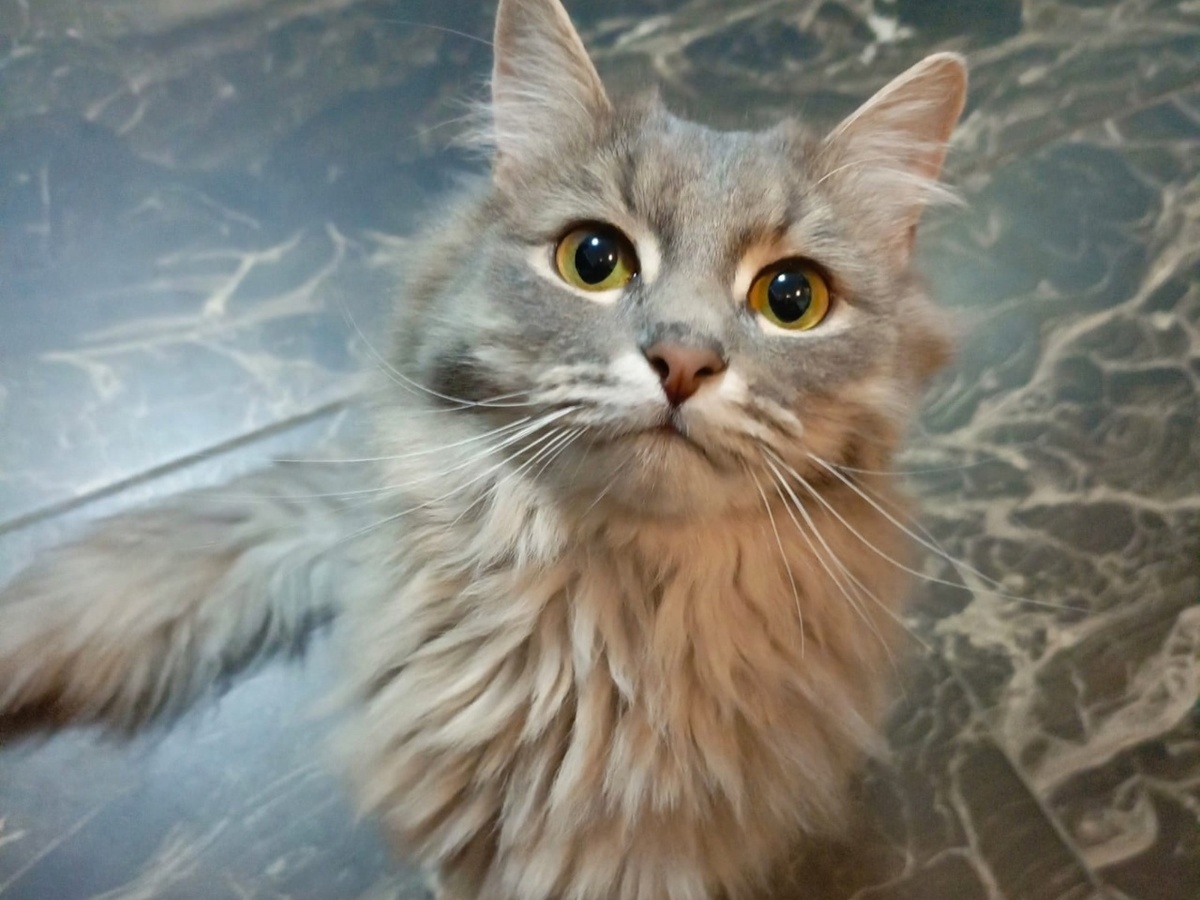 Мы считаем его самым везучим и самым счастливым котёнком на свете