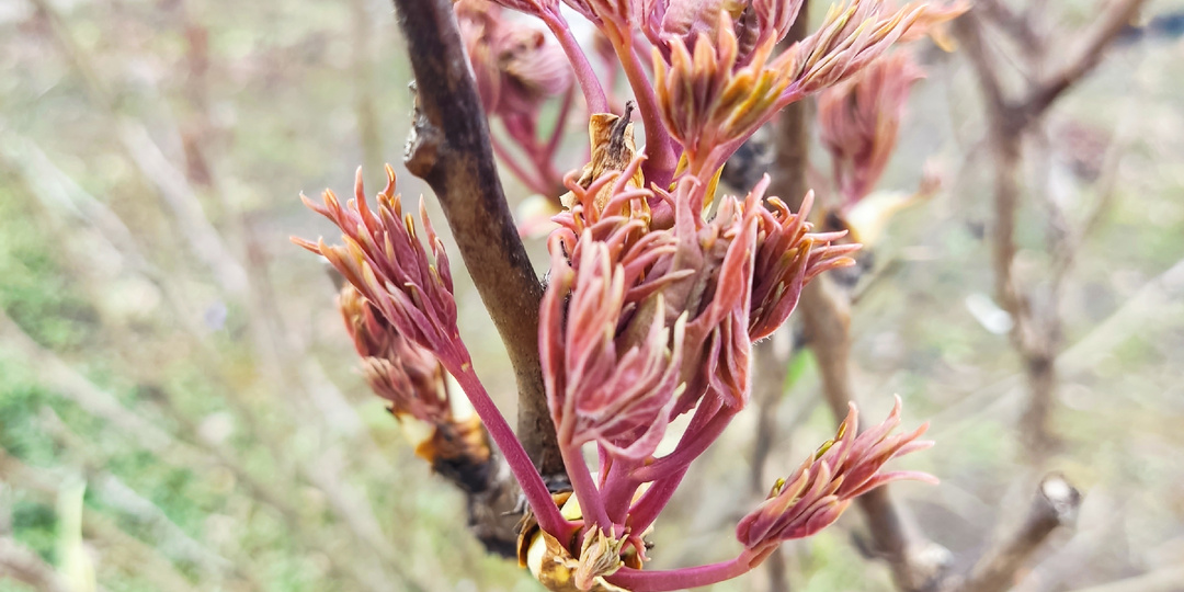 За несколько часов до снегопада.