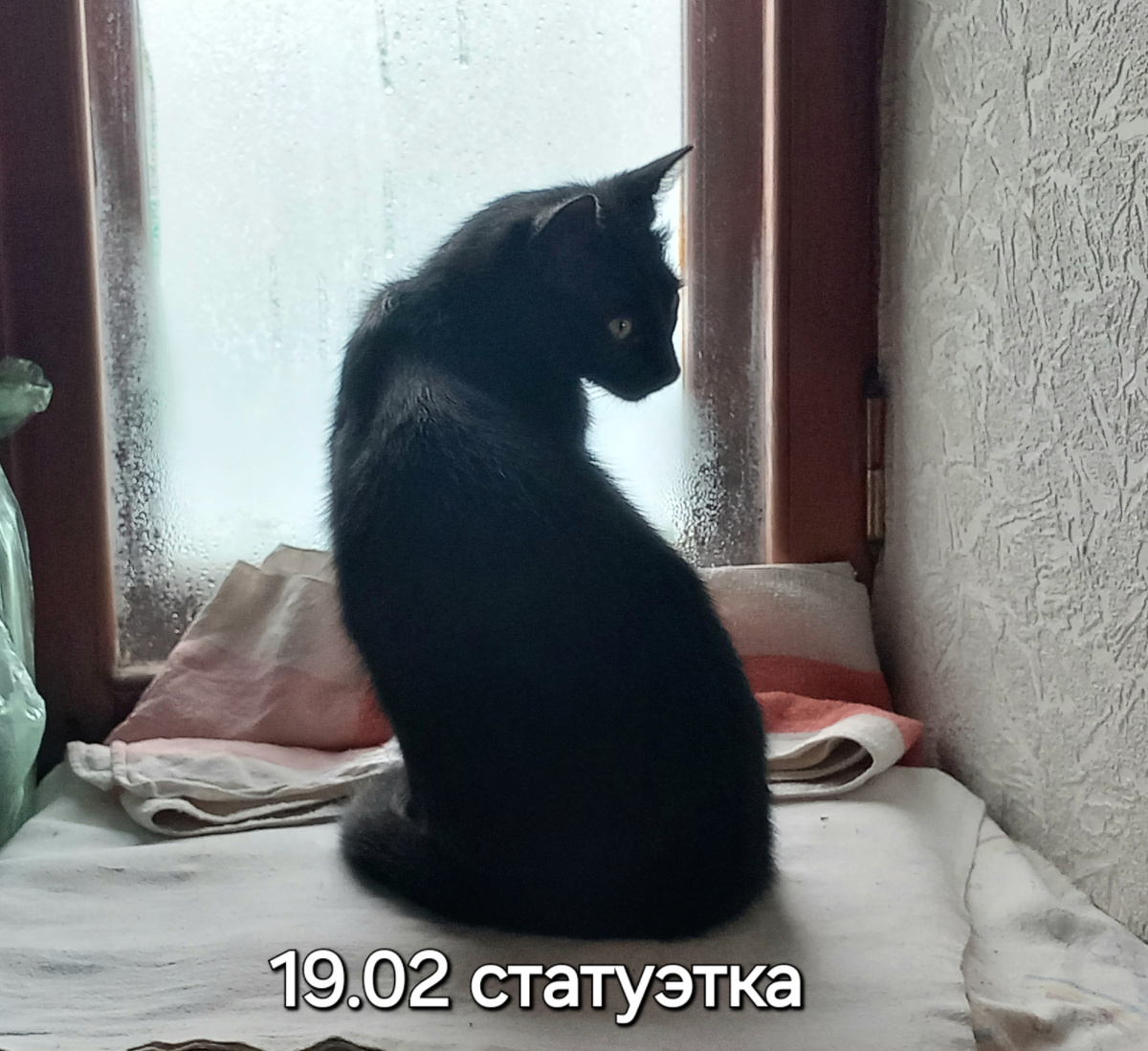 2025г наш Барсик