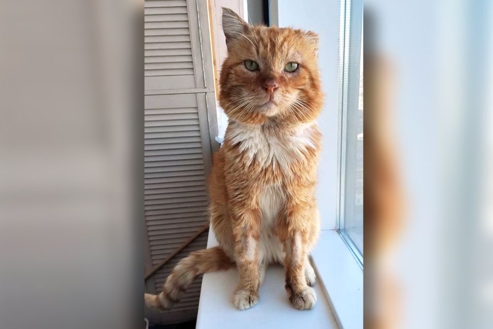    Фонд "Усатый-Полосатый"