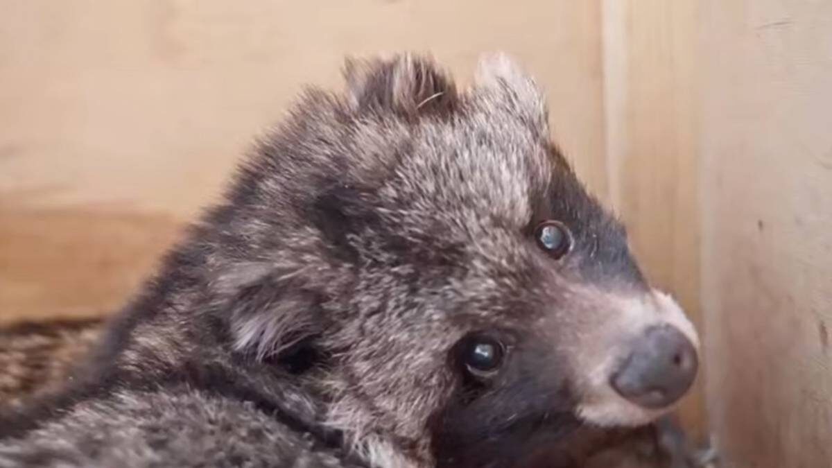    Фото: пресс-служба Московского зоопарка