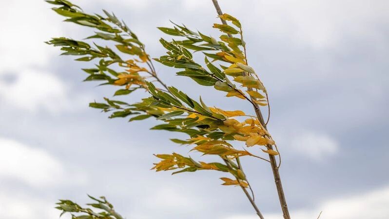    Фото: Федор Воронов/«Ямал-Медиа»