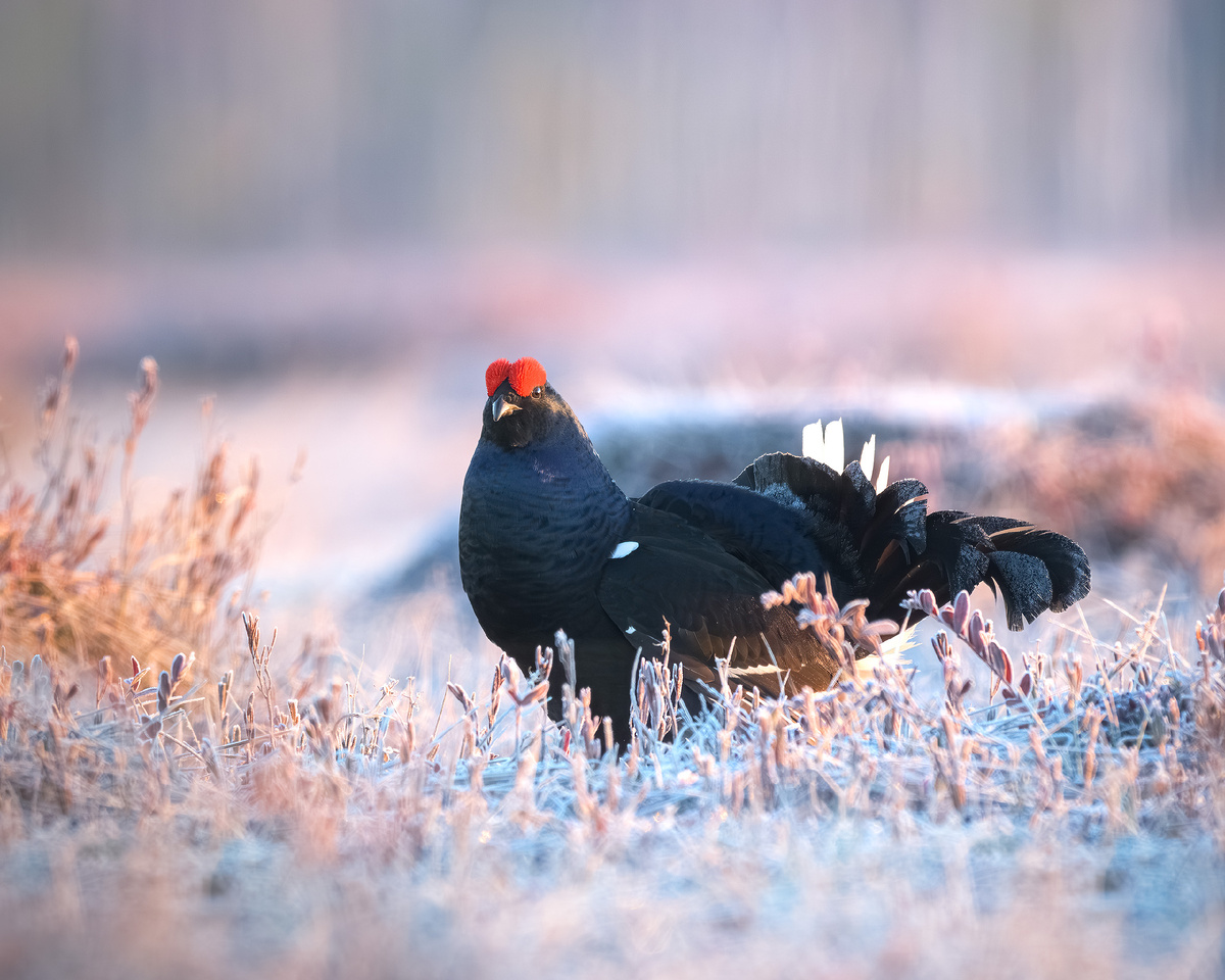 Тетерев-косач и розово-инеевая заря 