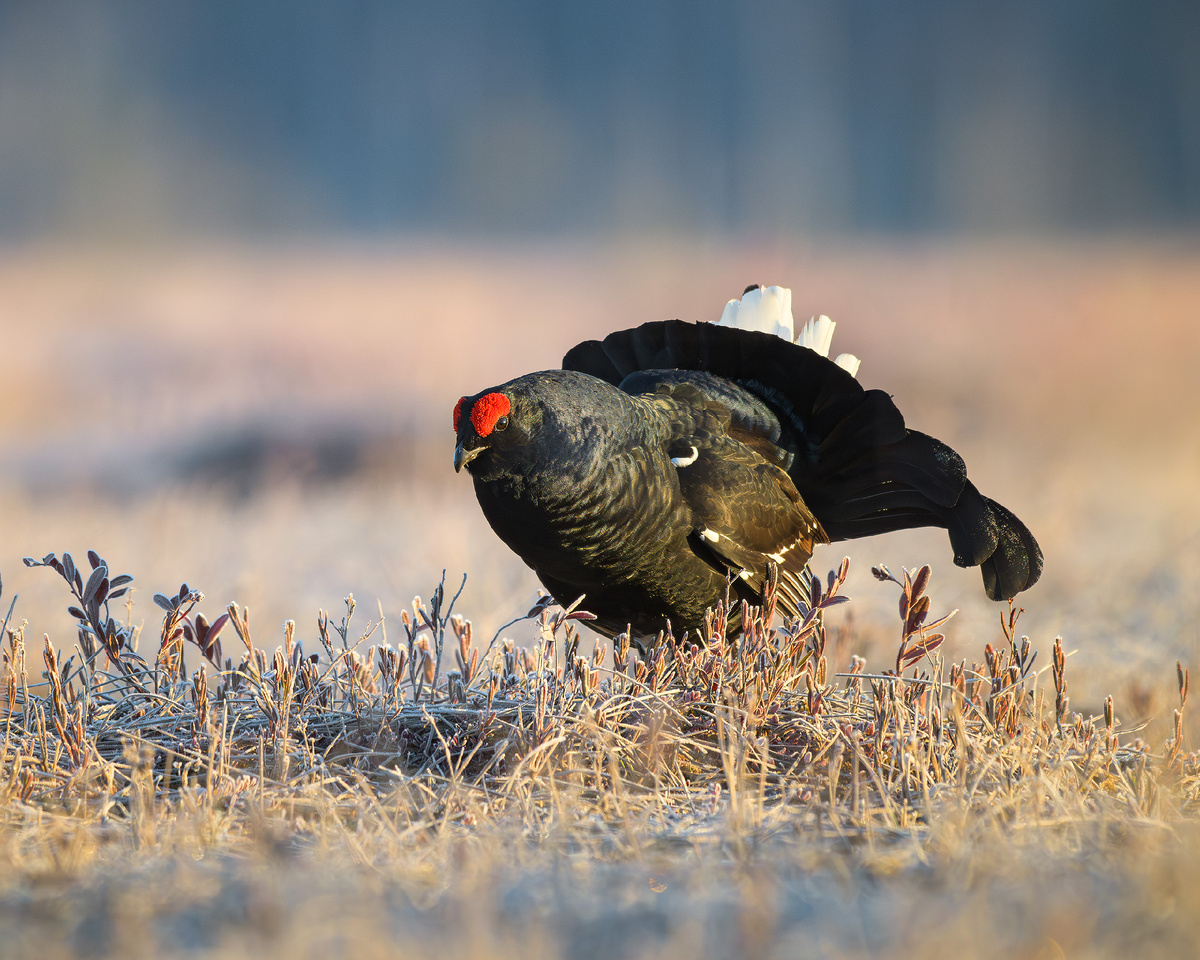 Классический портрет