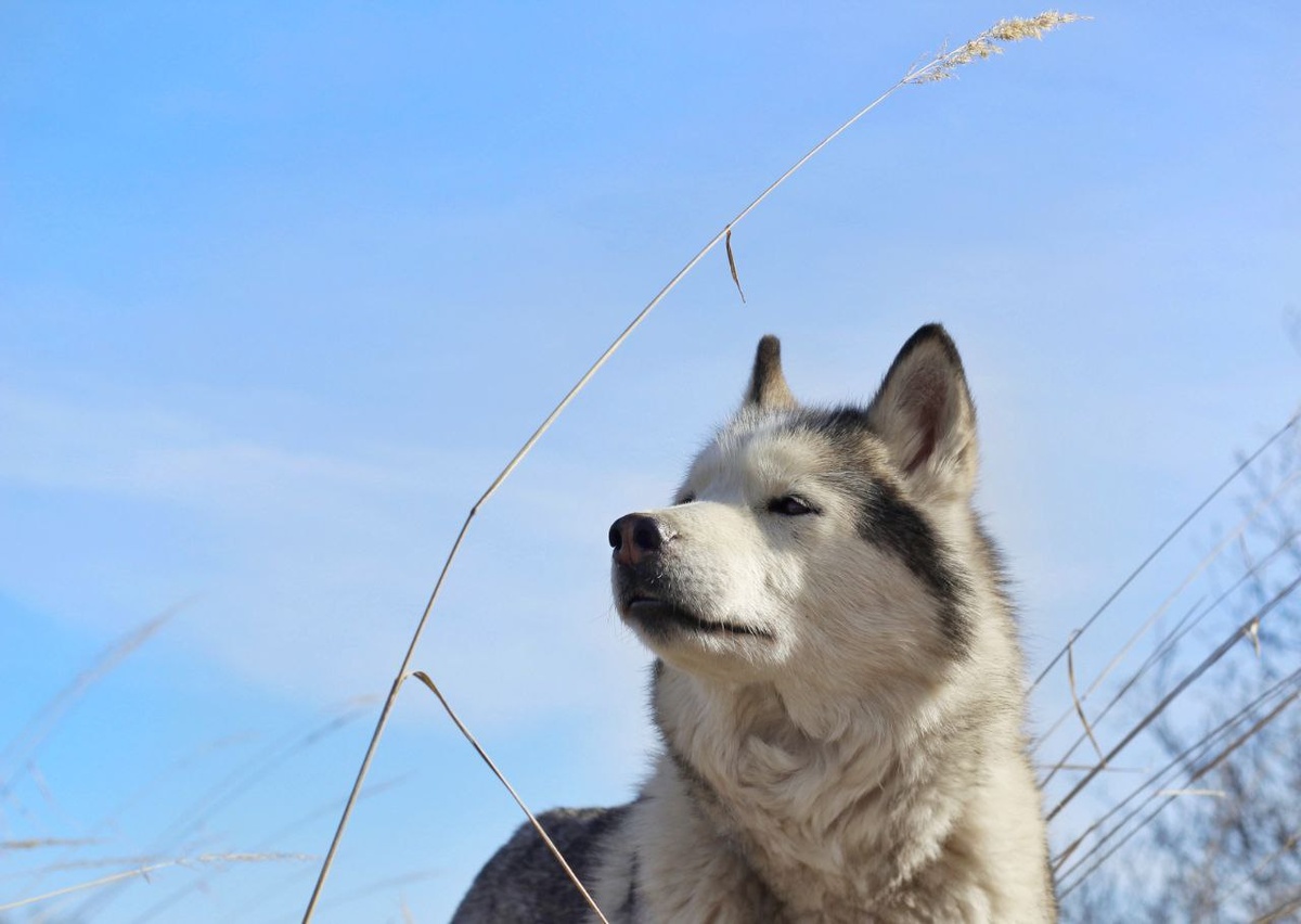 История Дарьи