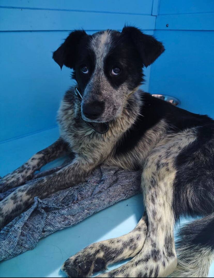 Предположительно именно это - мама Алтая. 