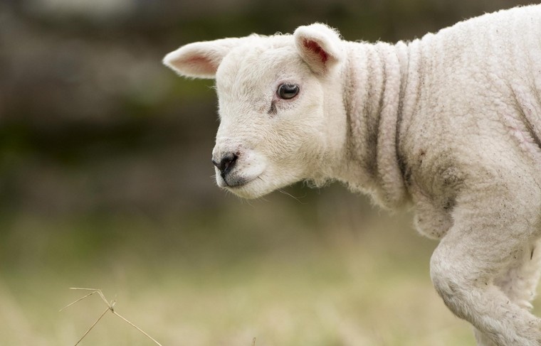    FLPA/Wayne Hutchinson/Global Look Press