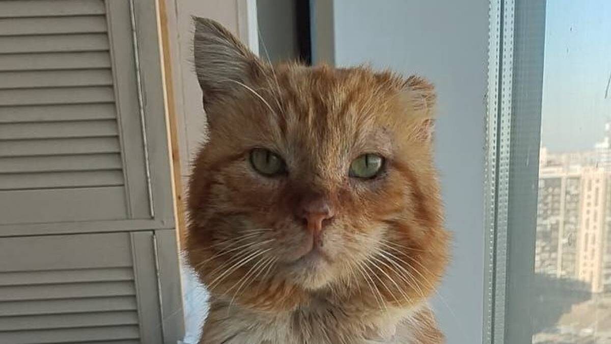    Фото: Усатый-Полосатый / Telegram