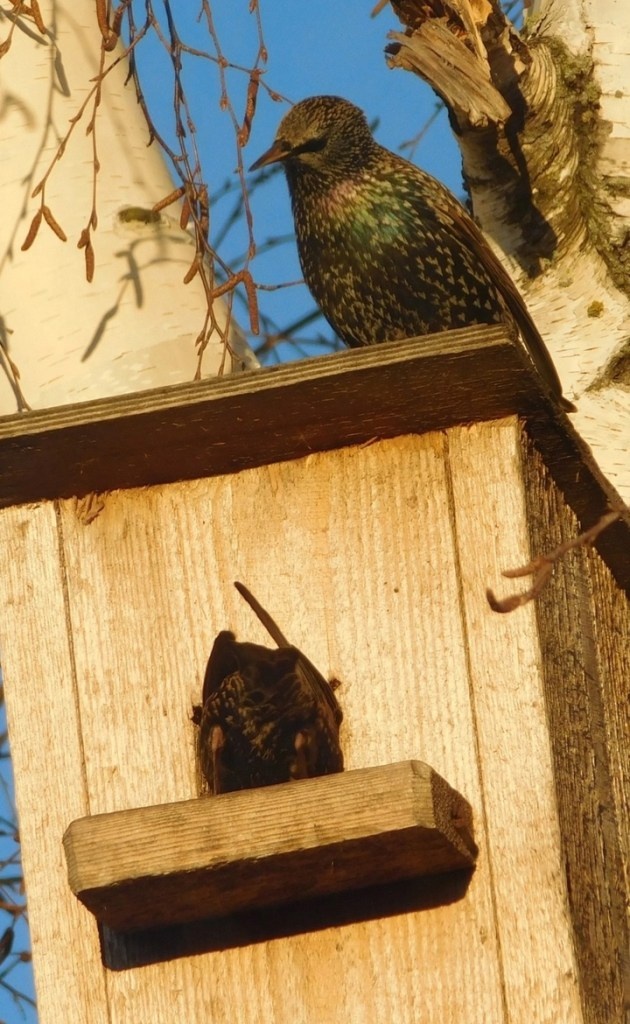    Фото: группа «Рязанский клуб «Птицы»» ВКонтакте