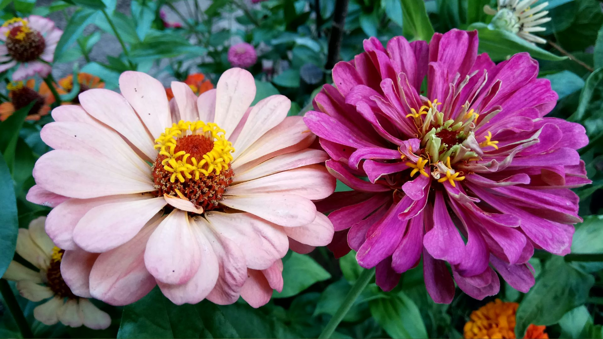 Циннии: полное руководство по выращиванию и уходу для начинающих