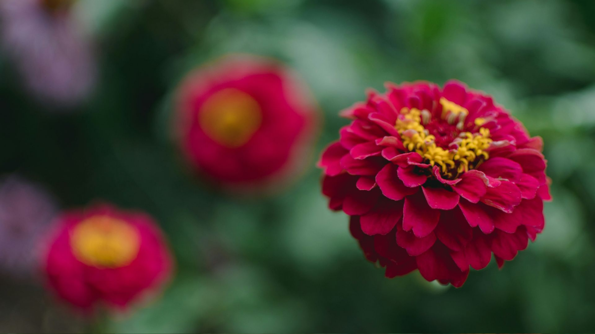 Выращивание цинний из семян