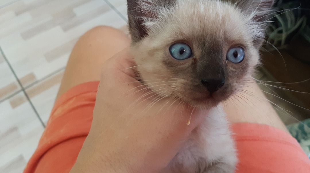 Наш котёнок