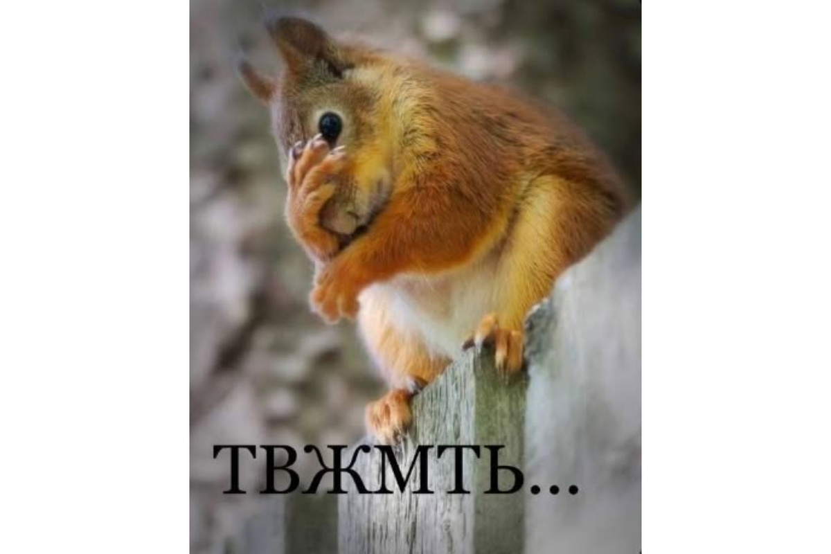 Белка лесная